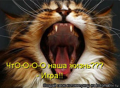 ЧтО-О-О-О наша жизнь??? - Икра!!... Котоматрица: ЧтО-О-О-О наша жизнь??? - Икра!!