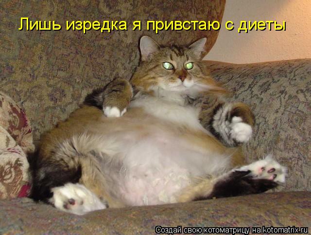 Котоматрица: Лишь изредка я привстаю с диеты