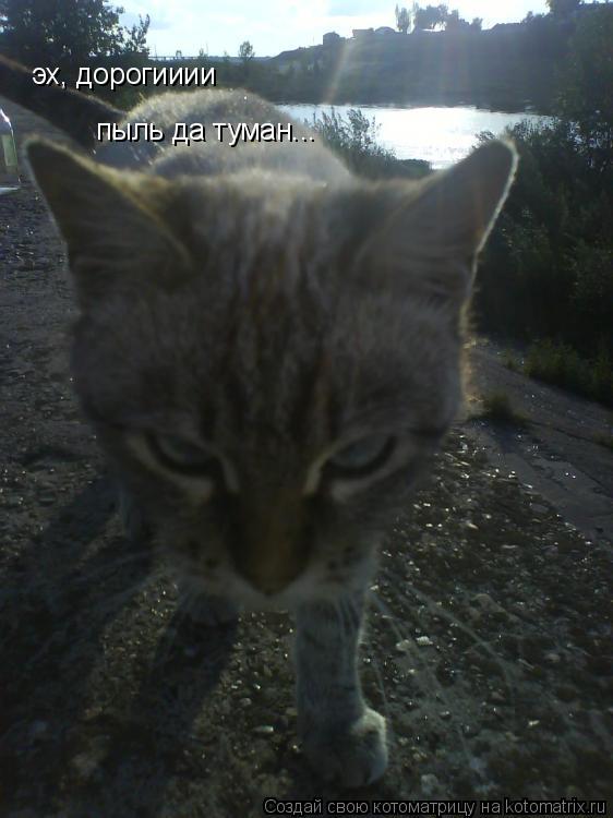 эх, дорогииии пыль да туман...... Котоматрица: эх, дорогииии пыль да туман...