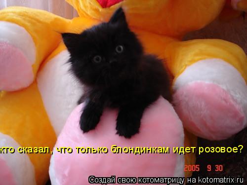 кто сказал, что только блондинкам идет розовое?... Котоматрица: кто сказал, что только блондинкам идет розовое?
