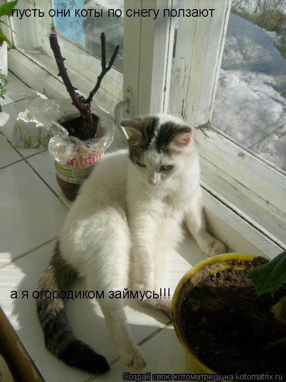 пусть они коты по снегу ползают а я огородиком займусь!!!... Котоматрица: пусть они коты по снегу ползают а я огородиком займусь!!!