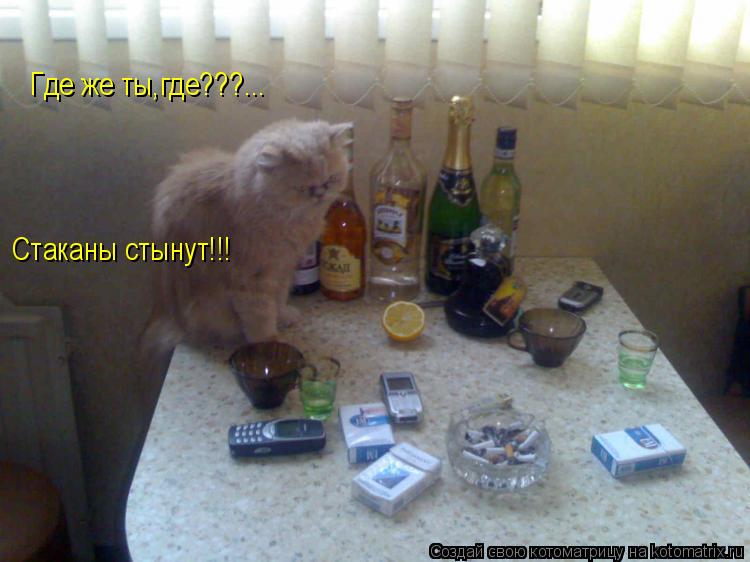 Где же ты,где???... Стаканы стынут!!!... Котоматрица: Где же ты,где???... Стаканы стынут!!!