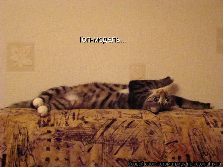 Топ-модель...... Котоматрица: Топ-модель...