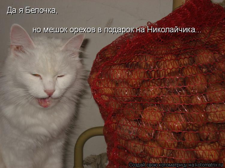 Да я Белочка, но мешок орехов в подарок на Николайчика...... Котоматрица: Да я Белочка, но мешок орехов в подарок на Николайчика...