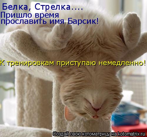 Белка, Стрелка.... Пришло время прославить имя Барсик! К тренировкам приступаю немедленно!... Котоматрица: Белка, Стрелка.... Пришло время прославить имя Барсик! К тренировкам приступаю немедленно!
