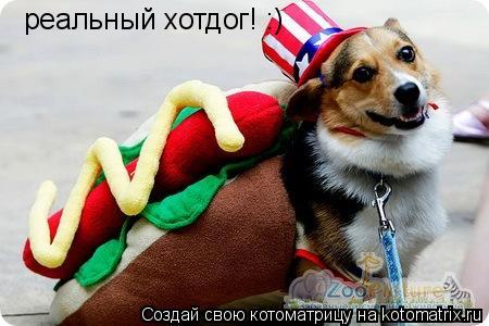 реальный хотдог! :)... Котоматрица: реальный хотдог! :)