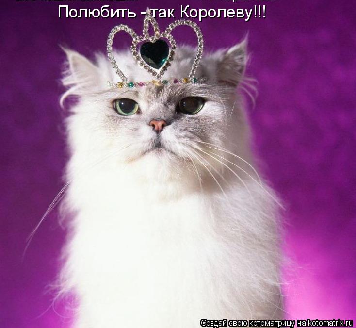 Полюбить - так Королеву!!!... Котоматрица: Полюбить - так Королеву!!!