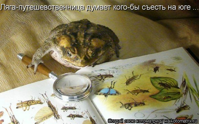 Ляга-путешевственница думает кого-бы съесть на юге ...... Котоматрица: Ляга-путешевственница думает кого-бы съесть на юге ...