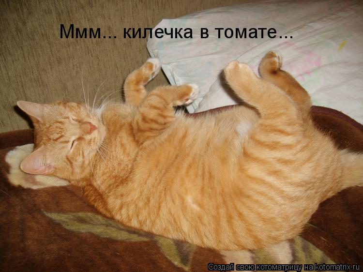 Котоматрица: Ммм... килечка в томате...