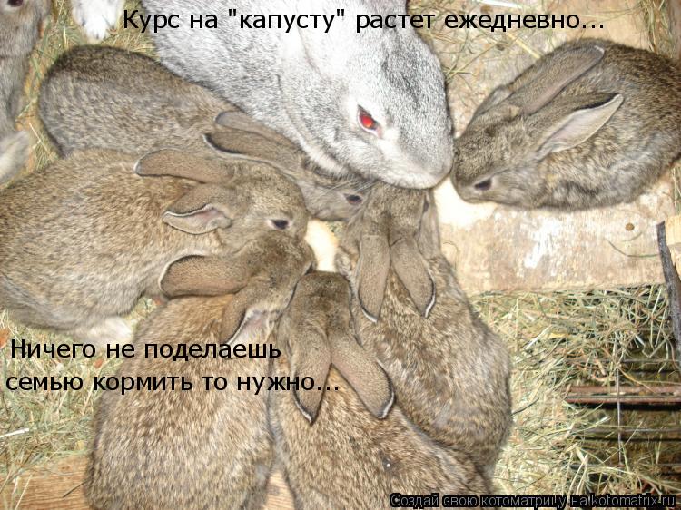 Курс на "капусту" растет ежедневно... Ничего не поделаешь семью кормить то нужно...... Котоматрица: Курс на "капусту" растет ежедневно... Ничего не поделаешь семью кормить то нужно...