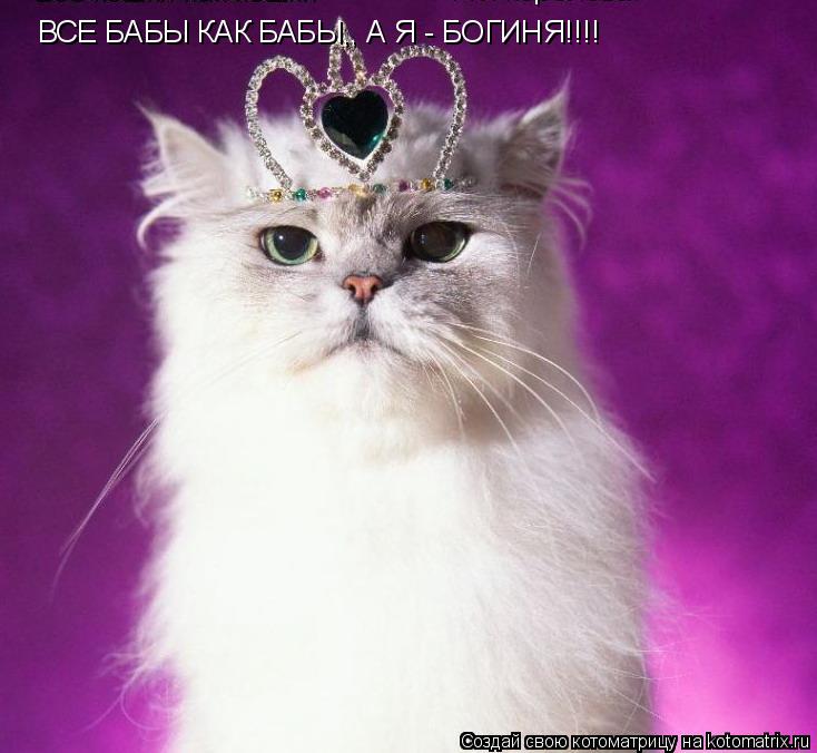 ВСЕ БАБЫ КАК БАБЫ,, А Я - БОГИНЯ!!!!... Котоматрица: ВСЕ БАБЫ КАК БАБЫ,, А Я - БОГИНЯ!!!!