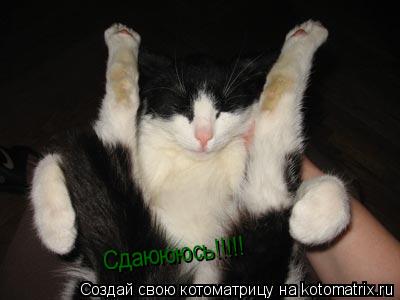 Сдаюююсь!!!!!... Котоматрица: Сдаюююсь!!!!!