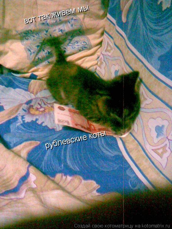 вот так живем мы рублевские коты... Котоматрица: вот так живем мы рублевские коты
