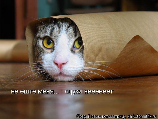 не еште меня... сцуки неееееет... Котоматрица: не еште меня... сцуки неееееет