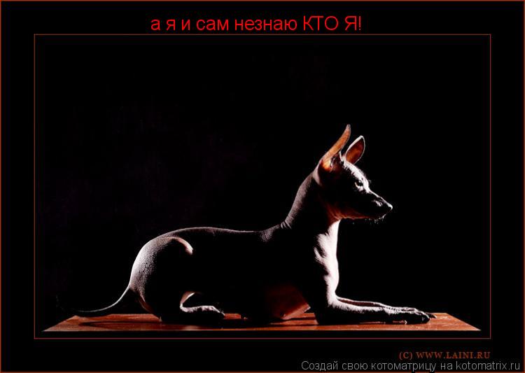 а я и сам незнаю КТО Я!... Котоматрица: а я и сам незнаю КТО Я!