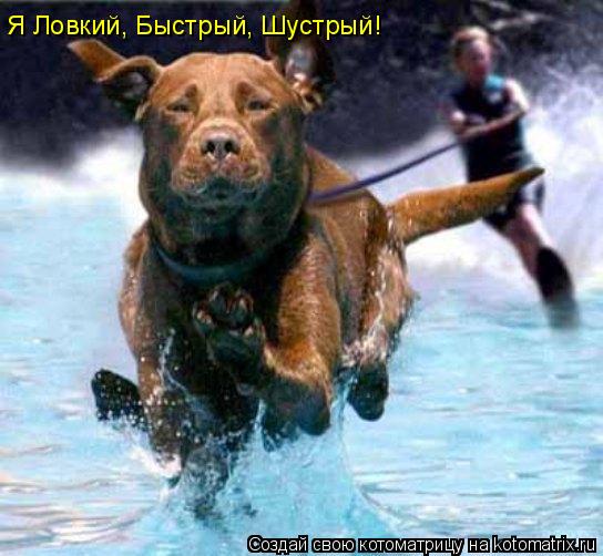 Я Ловкий, Быстрый, Шустрый!... Котоматрица: Я Ловкий, Быстрый, Шустрый!