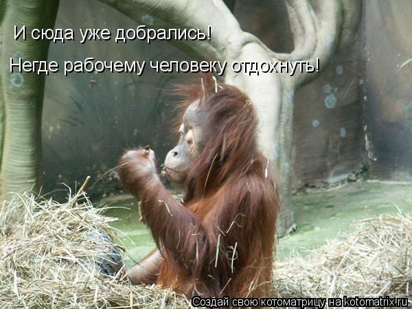 И сюда уже добрались! Негде рабочему человеку отдохнуть!... Котоматрица: И сюда уже добрались! Негде рабочему человеку отдохнуть!