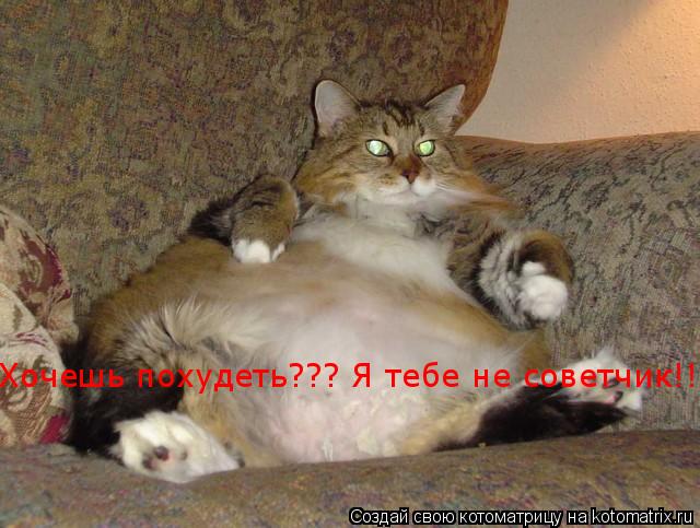 Котоматрица: Хочешь похудеть??? Я тебе не советчик!!!