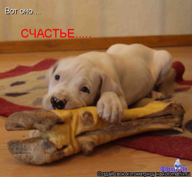 Вот оно.... СЧАСТЬЕ........ Котоматрица: Вот оно.... СЧАСТЬЕ.....