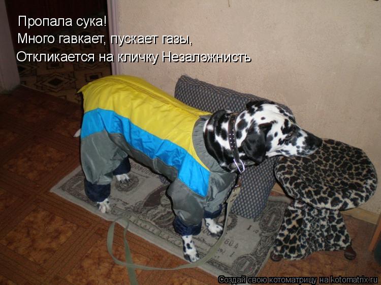 Пропала сука! Много гавкает, пускает газы, Откликается на кличку Незалэжнисть... Котоматрица: Пропала сука! Много гавкает, пускает газы, Откликается на кличку Незалэжнисть