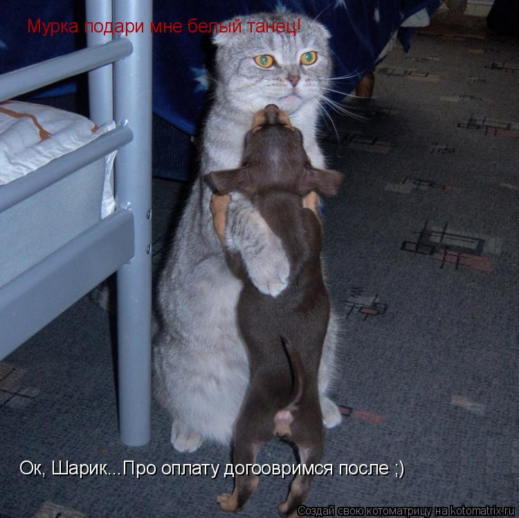 Мурка подари мне белый танец! Ок, Шарик...Про оплату догоовримся после ;)... Котоматрица: Мурка подари мне белый танец! Ок, Шарик...Про оплату догоовримся после ;)