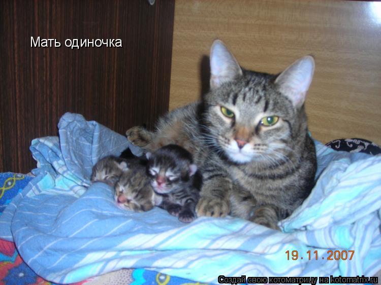 Мать одиночка... Котоматрица: Мать одиночка