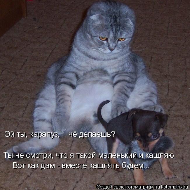 Эй ты, карапуз,... чё делаешь? Ты не смотри, что я такой маленький и кашляю Вот как дам - вместе кашл... Котоматрица: Эй ты, карапуз,... чё делаешь? Ты не смотри, что я такой маленький и кашляю Вот как дам - вместе кашлять будем...