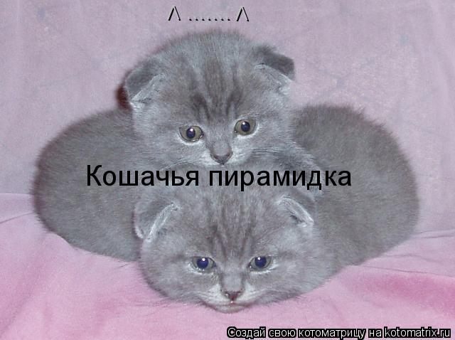 Кошачья пирамидка V ``````` V... Котоматрица: Кошачья пирамидка V ``````` V