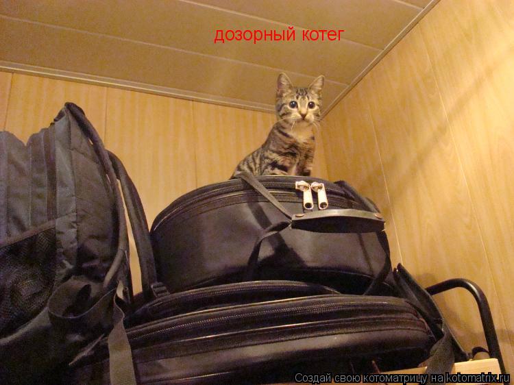 Котоматрица: дозорный котег