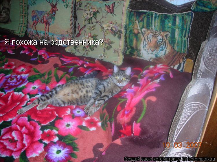 Я похожа на родственника?... Котоматрица: Я похожа на родственника?