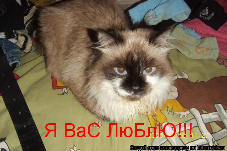 Я ВаС ЛюБлЮ!!!... Котоматрица: Я ВаС ЛюБлЮ!!!