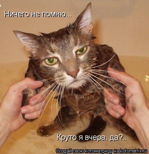 Ничего не помню... Круто я вчера, да?..... Котоматрица: Ничего не помню... Круто я вчера, да?..