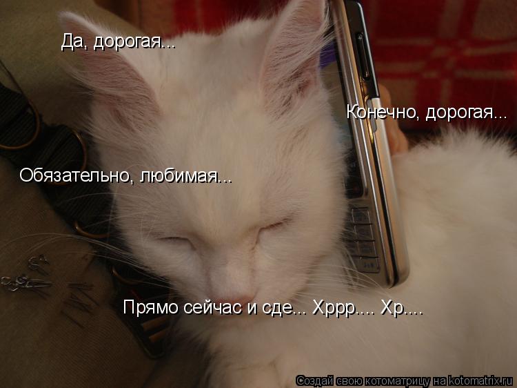 Да, дорогая... Конечно, дорогая... Обязательно, любимая... Прямо сейчас и сде... Хррр.... Хр....... Котоматрица: Да, дорогая... Конечно, дорогая... Обязательно, любимая... Прямо сейчас и сде... Хррр.... Хр....