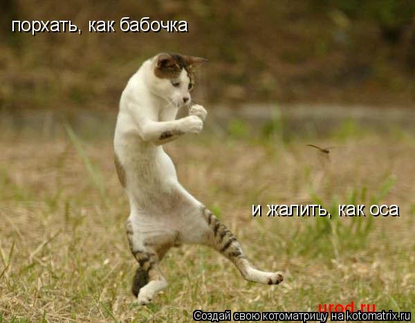 порхать, как бабочка и жалить, как оса... Котоматрица: порхать, как бабочка и жалить, как оса
