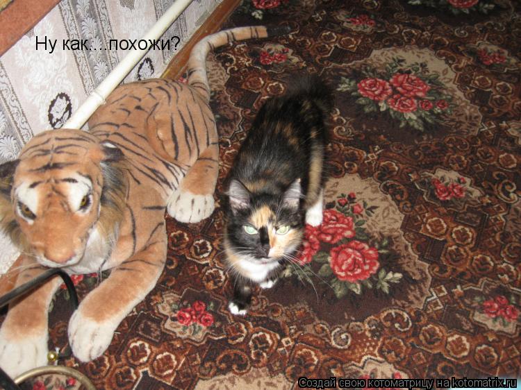Ну как....похожи?... Котоматрица: Ну как....похожи?
