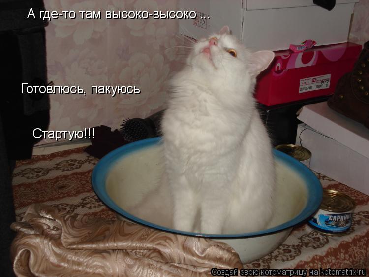 Котоматрица: А где-то там высоко-высоко ... Готовлюсь, пакуюсь Стартую!!!