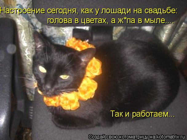 Настроение сегодня, как у лошади на свадьбе: голова в цветах, а ж*па в мыле.... Так и работаем...... Котоматрица: Настроение сегодня, как у лошади на свадьбе: голова в цветах, а ж*па в мыле.... Так и работаем...