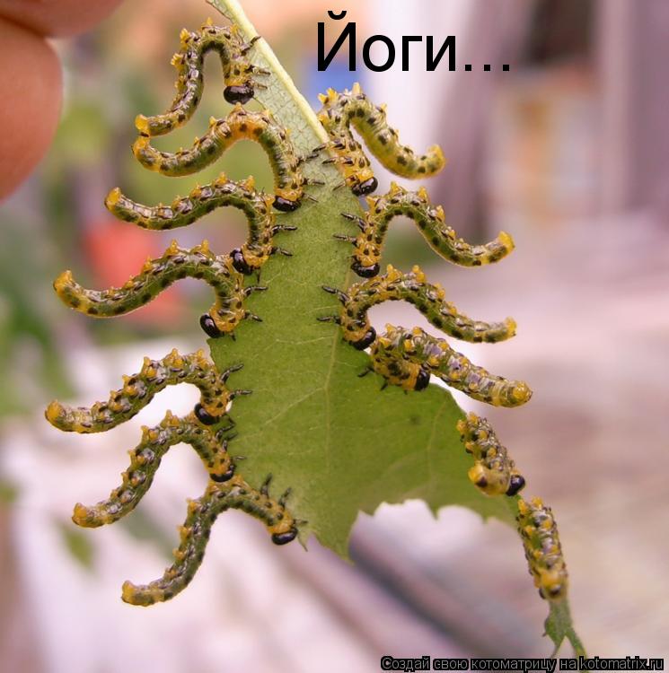 Йоги...... Котоматрица: Йоги...