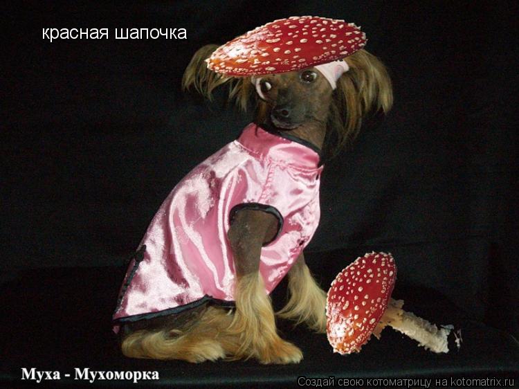 красная шапочка... Котоматрица: красная шапочка
