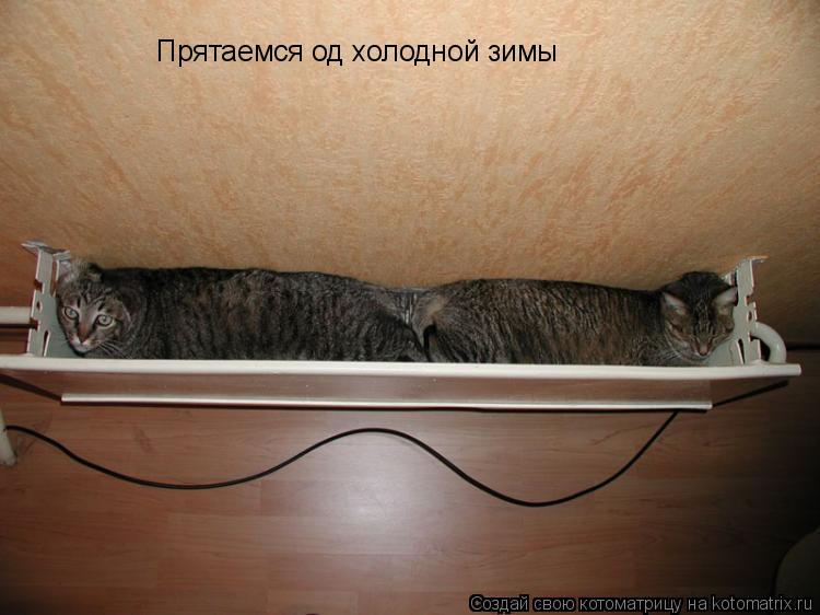 Прятаемся од холодной зимы... Котоматрица: Прятаемся од холодной зимы