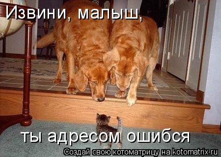 Извини, малыш, ты адресом ошибся... Котоматрица: Извини, малыш, ты адресом ошибся