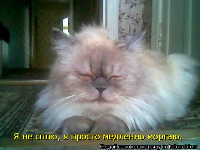 Я не сплю, я просто медленно моргаю.... Котоматрица: Я не сплю, я просто медленно моргаю.