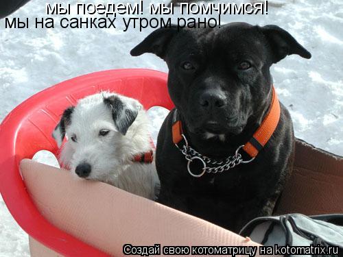 мы поедем! мы помчимся! мы на санках! мы поедем! мы помчимся! мы на санках утром рано!... Котоматрица: мы поедем! мы помчимся! мы на санках! мы поедем! мы помчимся! мы на санках утром рано!