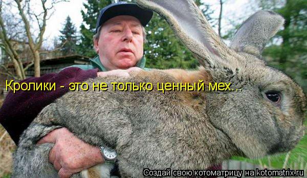 Кролики - это не только ценный мех...... Котоматрица: Кролики - это не только ценный мех...