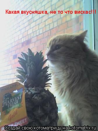 Какая вкусняшка, не то что вискас!!!... Котоматрица: Какая вкусняшка, не то что вискас!!!