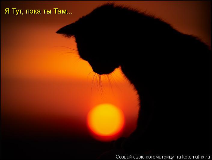 Я Тут, пока ты Там...... Котоматрица: Я Тут, пока ты Там...