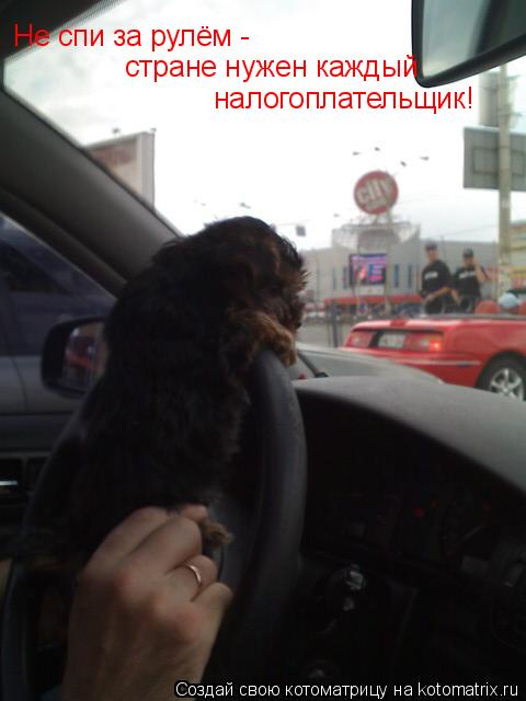 Котоматрица: Не спи за рулём -  стране нужен каждый  налогоплательщик!