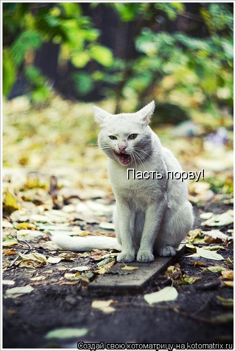 Пасть порву!... Котоматрица: Пасть порву!
