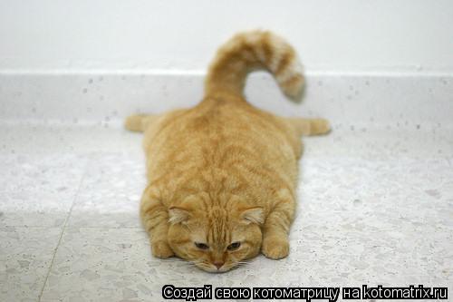 Когда зарплата???... Котоматрица: Когда зарплата???