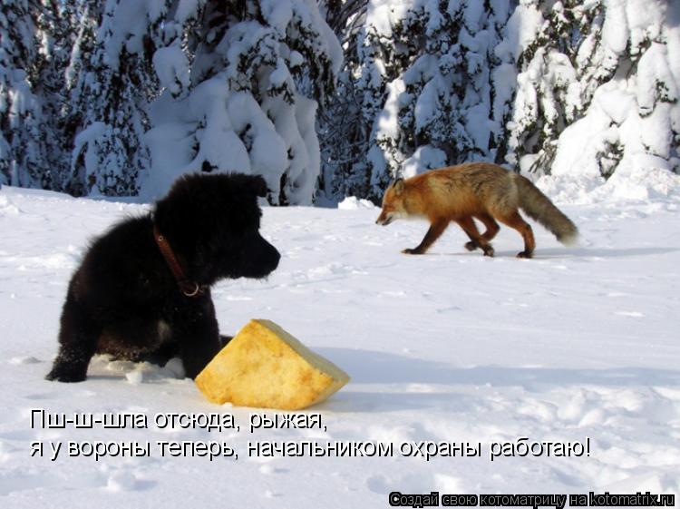 я у вороны теперь, начальником охраны работаю! Пш-ш-шла отсюда, рыжая,... Котоматрица: я у вороны теперь, начальником охраны работаю! Пш-ш-шла отсюда, рыжая,